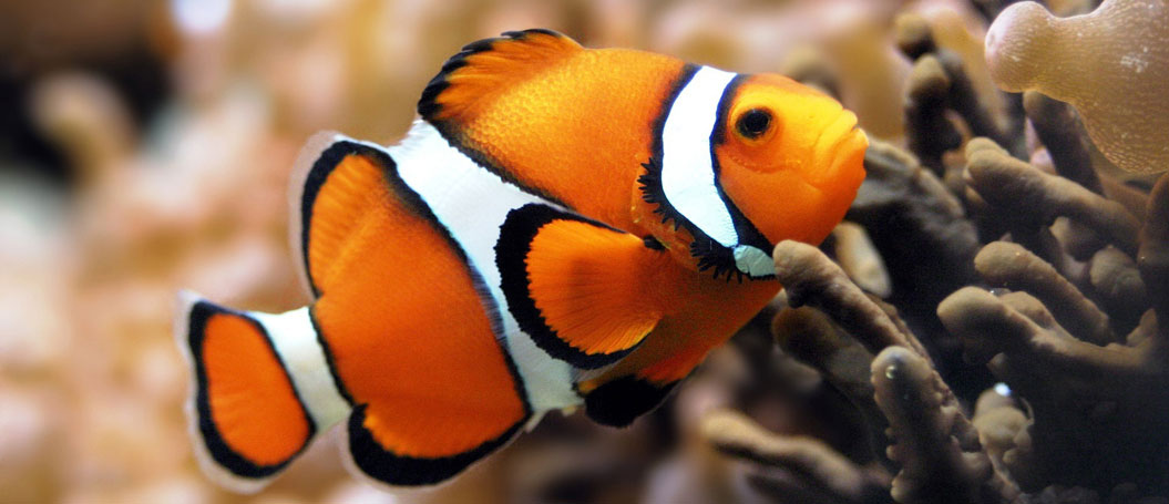 令人向往的短信轰在线网页版入口