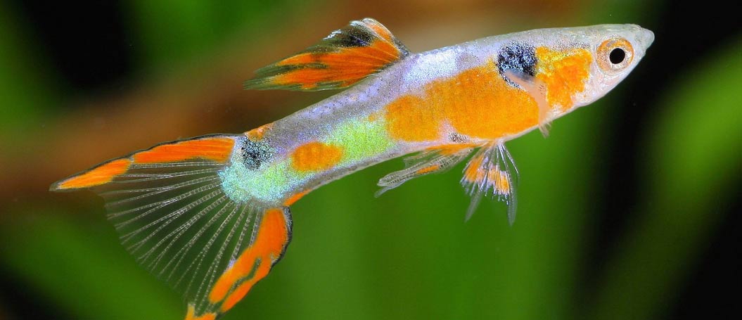 全自动发码的发手机号软件app