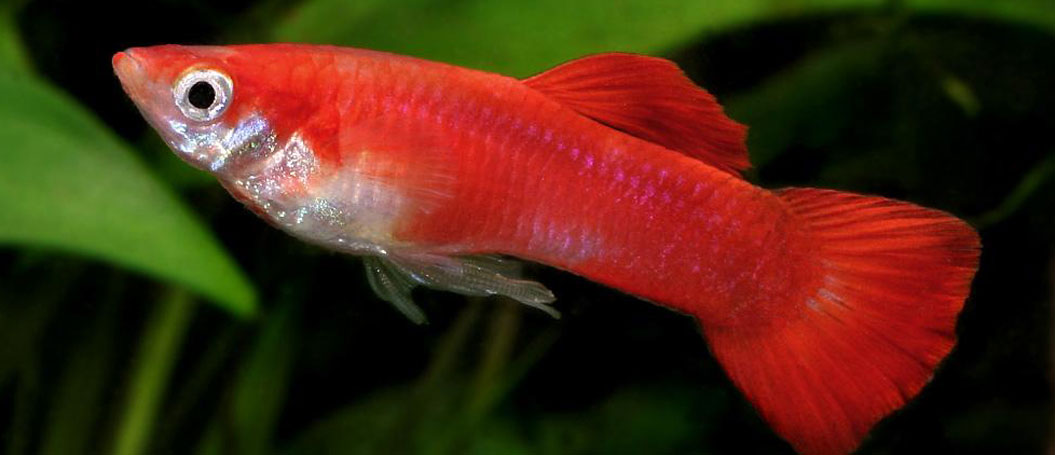 在线轰炸机网页版