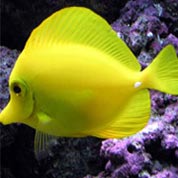 新一代智能化的发手机号软件app