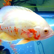 网络短信呼叫软件虚拟号码