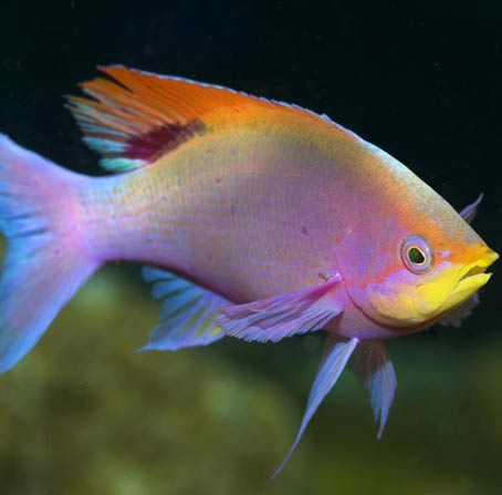 在线轰炸电话软件版